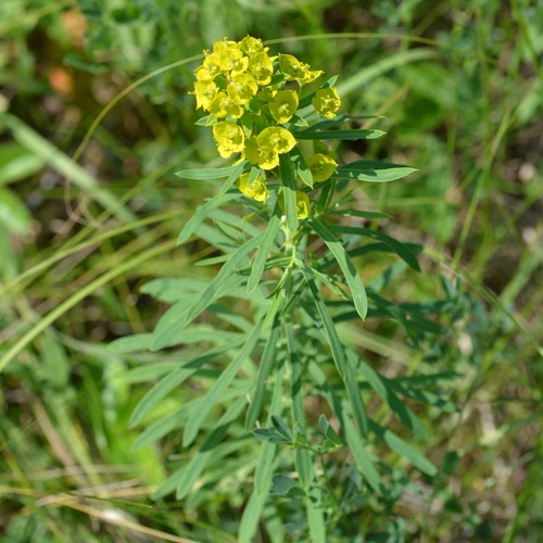 Euphorbia esula