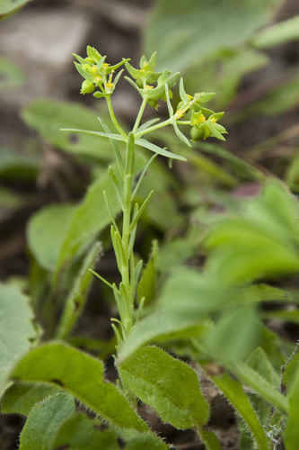 Euphorbia exigua (Dwarf spurge) — photo