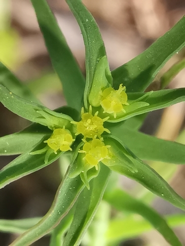 Euphorbia exigua (Dwarf spurge) — photo