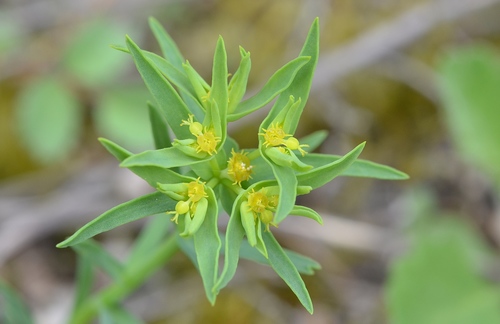 Euphorbia exigua
