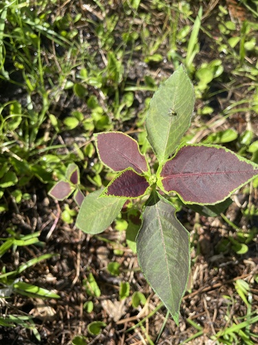 Euphorbia geniculata (Common spurge) — photo