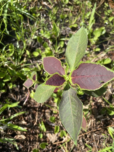 Euphorbia geniculata (Common spurge) — photo