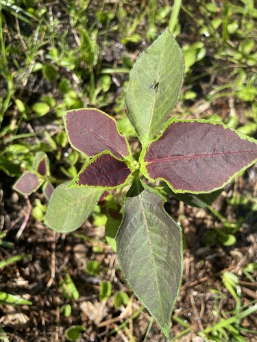Euphorbia geniculata