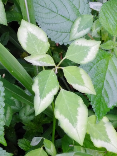 Euphorbia graminea (Diamond forest) — photo