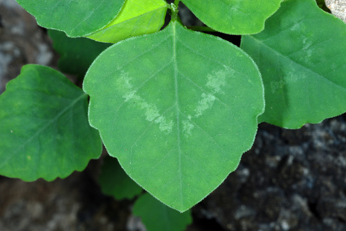 Euphorbia graminea (Diamond forest) — photo