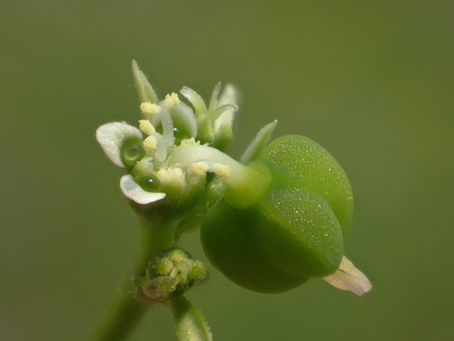 Euphorbia graminea