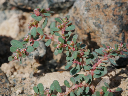 Euphorbia granulata — photo