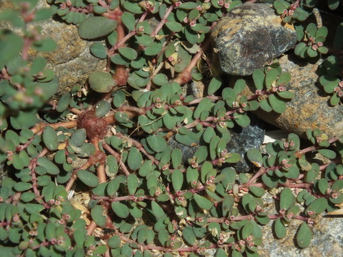 Euphorbia granulata — photo