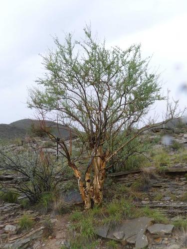 Euphorbia guerichiana (Paper-bark euphorbia) — photo