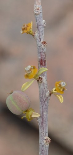 Euphorbia guerichiana (Paper-bark euphorbia) — photo