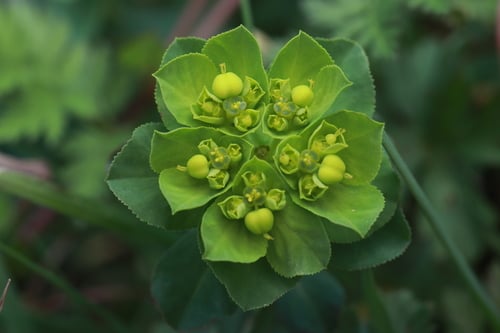 Euphorbia helioscopia (Sun Spurge) — photo