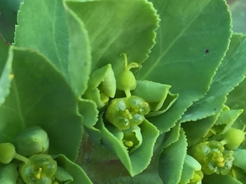 Euphorbia helioscopia (Sun Spurge) — photo