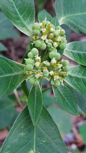 Euphorbia heterophylla (Mexican Fire plant) — photo