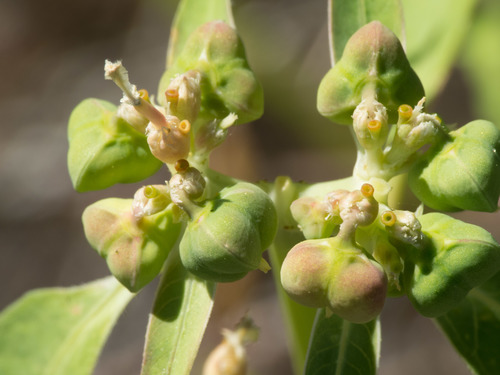 Euphorbia heterophylla