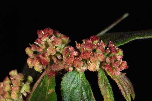 Euphorbia hirta (Asthma plant) — photo