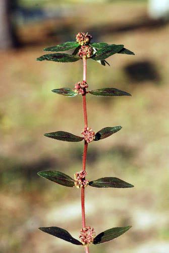 Euphorbia hirta (Asthma plant) — photo