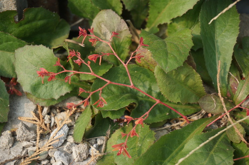 Euphorbia humifusa (Spurge) — photo