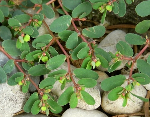 Euphorbia humifusa (Spurge) — photo