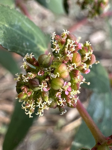 Euphorbia hypericifolia — photo