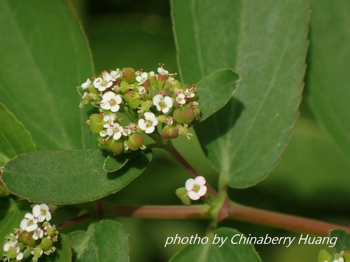 Euphorbia hypericifolia — photo