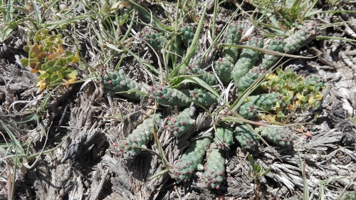 Euphorbia inermis (Green crown) — photo