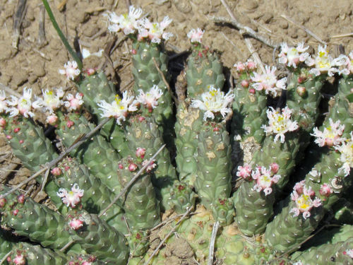 Euphorbia inermis
