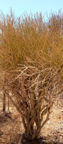 Euphorbia intisy — photo