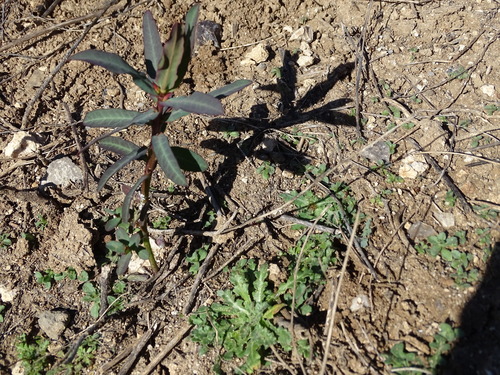 Euphorbia lagascae (Caper spurge) — photo