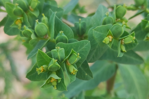 Euphorbia lagascae (Caper spurge) — photo