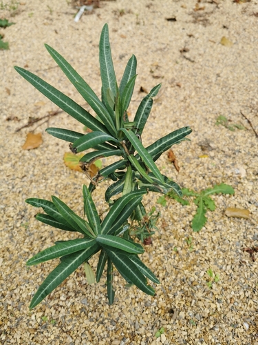 Euphorbia lathyris (Garden Spurge) — photo