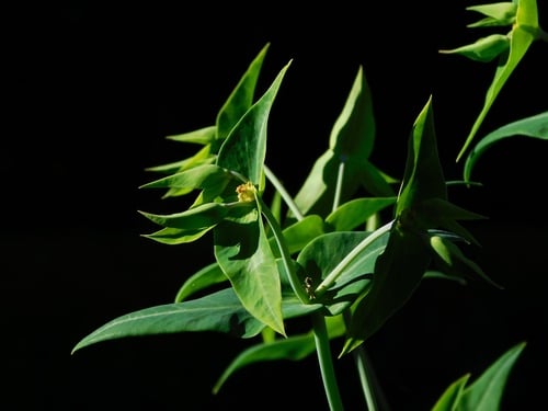 Euphorbia lathyris (Garden Spurge) — photo