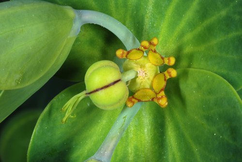 Euphorbia lathyris