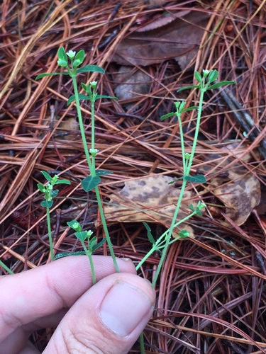 Euphorbia macropus (Huachuca mountain spurge) — photo