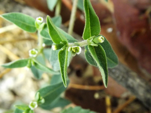Euphorbia macropus (Huachuca mountain spurge) — photo
