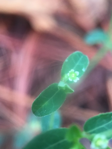 Euphorbia macropus