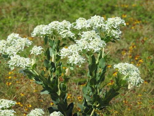 Euphorbia marginata (Snow on the mountain) — photo