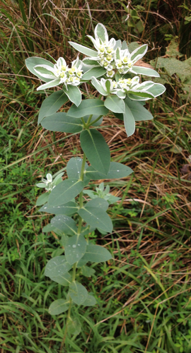 Euphorbia marginata (Snow on the mountain) — photo