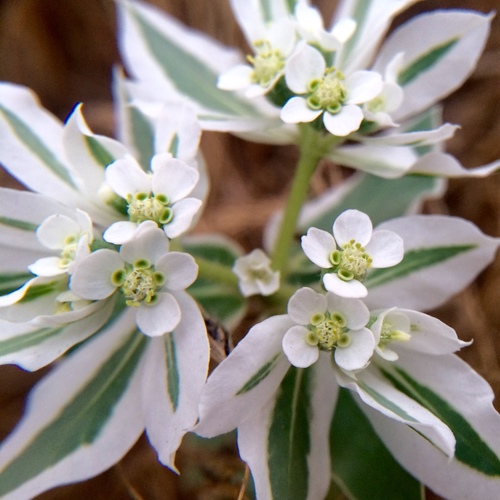 Euphorbia marginata