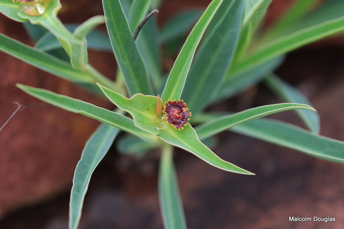 Euphorbia monteiroi — photo