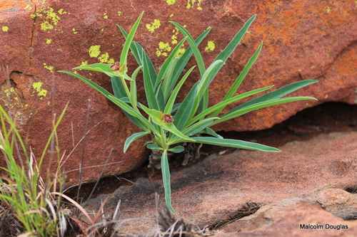 Euphorbia monteiroi — photo
