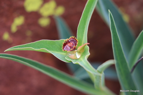 Euphorbia monteiroi