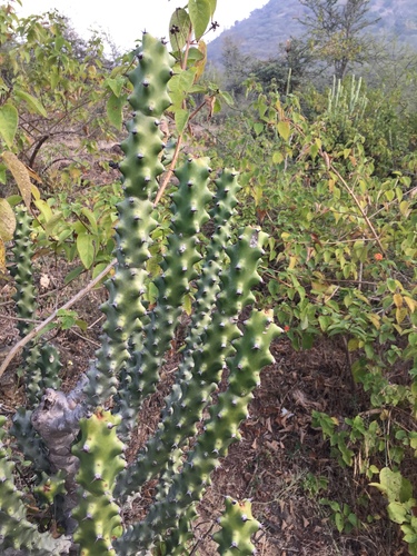 Euphorbia neriifolia (Fleshy spurge) — photo