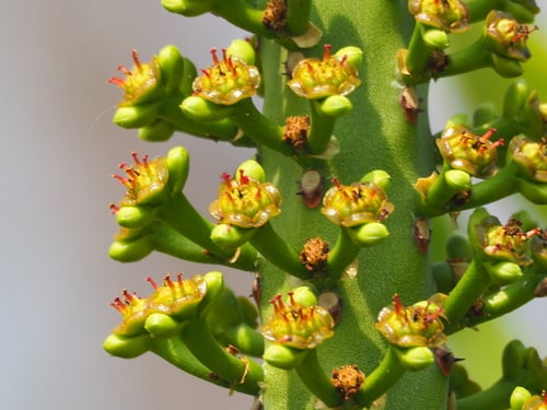 Euphorbia neriifolia