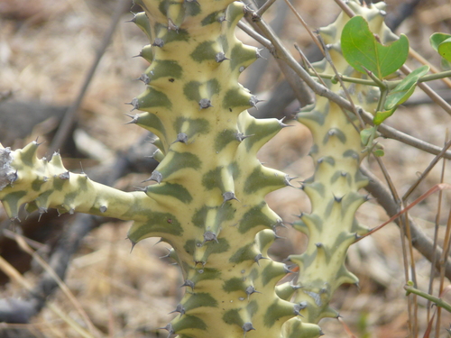 Euphorbia neriifolia (Fleshy spurge) — photo