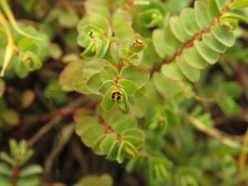 Euphorbia orbiculata — photo