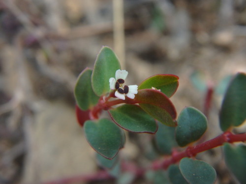 Euphorbia orbiculata