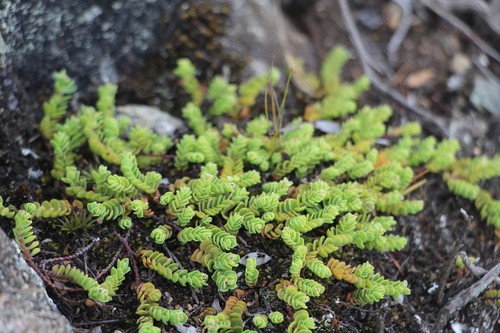 Euphorbia orbiculata — photo