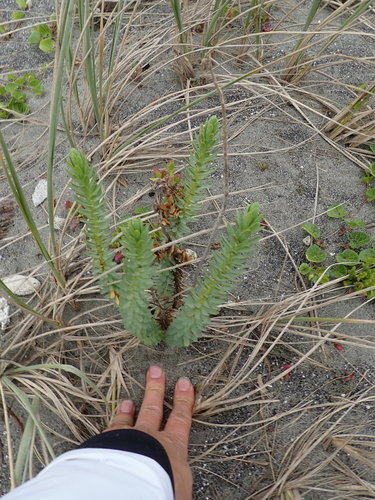 Euphorbia paralias (Sea spurge) — photo