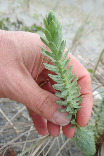 Euphorbia paralias (Sea spurge) — photo
