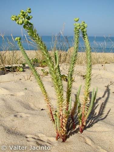 Euphorbia paralias